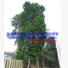 全冠特選福建精品大樹(shù) 胸徑40-120公分漳州重陽(yáng)木移植苗 冠幅優(yōu)美