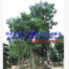 福建基地胸徑30-80公分藍(lán)花楹藍(lán)霧樹(shù) 精品A貨漳州移植苗冠幅優(yōu)美
