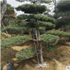 基地常年出售綠化苗優質造型松 適合園林規格齊全黑松優美景松