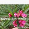 夾竹桃樹(shù)_價(jià)格低_50-120公分高優(yōu)質(zhì)苗木批發(fā)