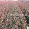 批發(fā)紅葉石楠營(yíng)養(yǎng)杯苗 湖南紅葉石楠杯苗袋苗