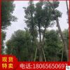骨架切桿香樟 品質(zhì)優(yōu)美 基地直銷批發(fā) 行道市政園林景觀綠化工程