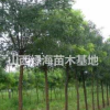 哪里可以買到國槐？山西國槐批發價格 ？國槐產地詳情
