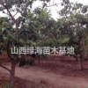 山楂樹出售基地？