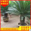 蘇鐵鐵樹盆栽盆景 福建基地 多規(guī)格供應(yīng) 廠家直銷