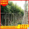 秋楓價格 漳州基地優(yōu)質(zhì)綠化苗木 規(guī)格齊全 大量供應(yīng)