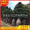 小葉榕樁價格 小葉榕盆景 造型小葉榕 庭院景觀苗木