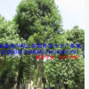 特選胸徑30-50公分香樟漳州假植苗 福建香樟樹(shù)冠幅優(yōu)美