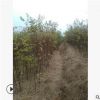 基地直銷優(yōu)質(zhì)苦楝樹批發(fā)苦楝樹苗綠化苗木量大優(yōu)惠精品特價(jià)