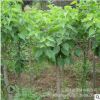 丁香花樹苗盆栽植物花卉 庭院四季綠植室內(nèi)觀花紫丁香花盆栽