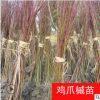 雞爪槭樹苗綠化苗木行道點(diǎn)綴四季常青凈化空氣規(guī)格齊全雞爪槭直銷