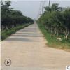 優(yōu)質(zhì)綠化行道樹8-20公分雞爪槭樹 綠化苗木雞爪槭小苗 現(xiàn)貨充足