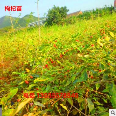 青龍枸杞苗批發(fā) 好成活 當(dāng)年結(jié)果枸杞苗 枸杞苗基地直銷