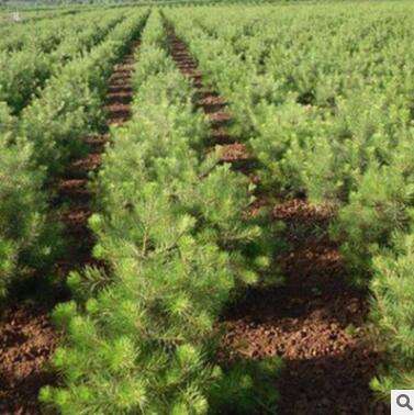 1-2米白皮松樹 樹姿優美綠化防護白皮松樹可南北方種植白皮松樹