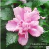 粉色木槿花樹苗重瓣當(dāng)年開花木槿苗庭院陽臺(tái)喜蔭居家裝飾盆栽