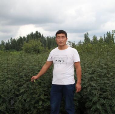 花椒樹苗九葉青 獅子頭 大紅袍 花椒樹基地熱銷