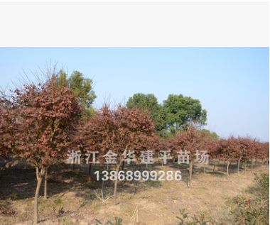 批發紅楓 綠化工程苗木 規格齊全 質優價廉