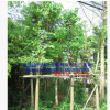 低價批發(fā)福建綠化樹羊蹄甲胸徑10-15公分 漳州農(nóng)戶價格欲購從速
