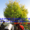 批發(fā)漳州黃金香柳袋苗高2-5米 福建基地千層金黃金寶樹 精品A貨