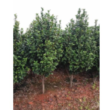 江西，紅露珍茶花緊急處理