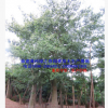 漳州美人樹袋苗假植苗福建胸徑40-80公分美麗異木棉全冠精品特選