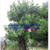 出售福建印度橡膠榕 漳州移植橡皮樹胸徑20-50公分 景觀樹