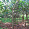 四川重慶湖南胸徑8-10公分高山榕 福建漳州便宜清場出售