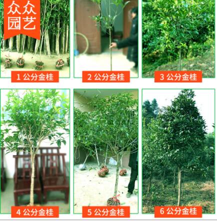 基地直供高桿桂花樹1-7公分金桂丹桂八月桂 耐寒四季長青園林綠化