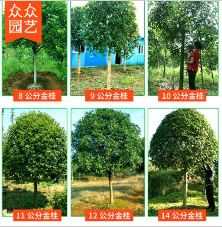 桂花之鄉(xiāng)基地直供桂花大樹8-25公分金桂丹桂銀桂血桂八月桂四季桂