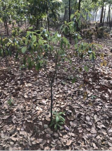 基地直供香樟樹2-12公分工程苗木香樟樹苗四季常青驅(qū)蚊樹小樹精品