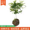桂花之鄉(xiāng)產(chǎn)地直銷(xiāo)桂花小苗 四季桂樹(shù)苗四季開(kāi)花 叢生四季桂花樹(shù)苗