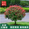 桂花之鄉(xiāng)基地直供紅葉石楠小毛球紅葉石楠小苗籬笆苗金桂丹桂銀桂