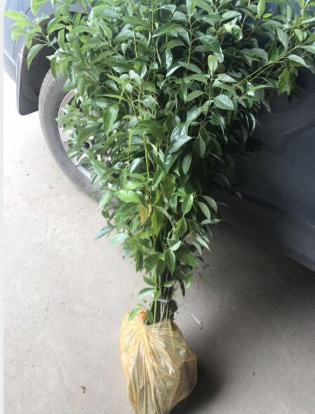 工程綠化園林香樟樹從地栽培批發(fā)多種規(guī)格香樟大樹苗基地自產(chǎn)直銷