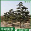 羅漢松價格 造型羅漢松 庭院景觀綠化苗木