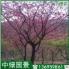 福建山櫻花報價 基地直銷 綠化苗木園林風景樹