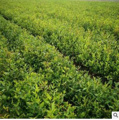 基地直批茶園建造、改造及政府扶貧項目用良種茶苗