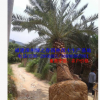 漳州特選加拿利海棗基地假植苗桿高200-500cm 福建精品刺葵海棗