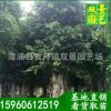 小葉榕價格,細(xì)葉榕樹價格,25公分小葉榕價格,5.5米高小葉榕樹銷售