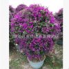 三角梅球價(jià)格 高度120公分 紫花三角梅球價(jià)格
