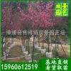 福建山櫻花價(jià)格 自產(chǎn)自銷(xiāo) 自家基地規(guī)格齊全