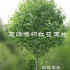 紅花玉蘭實生工程苗