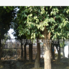 香泡樹 大樹 行道樹 基地直銷 各種規格 品種齊全 量大優惠