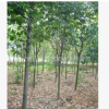 無患子 基地直銷 行道樹 各種規格 品種齊全 量大優惠