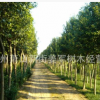 大葉女貞 行道樹 基地直銷 品種齊全 大量供應