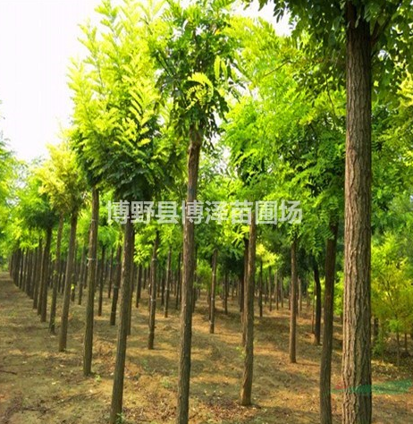 平頭刺槐多少錢，價格