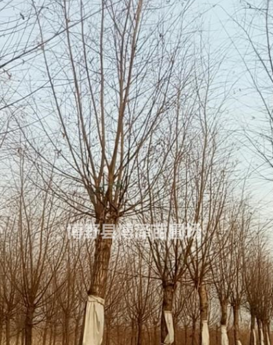 河北地區長期供應嫁接垂柳
