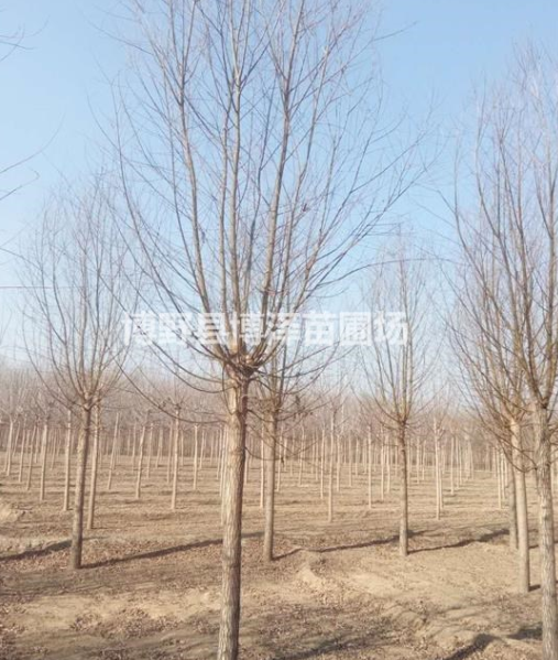 河北地區大量供應旱柳