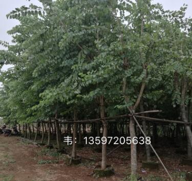 常綠喬木 基地直銷 10公分 12公分 宮粉紫荊樹