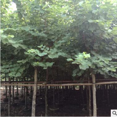 產地長期供應 常綠喬木 基地直銷 12公分宮粉紫荊袋苗