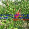 福建澳洲紅千層袋苗高1-1.5米 漳州美花紅千層 農戶價格欲購從速